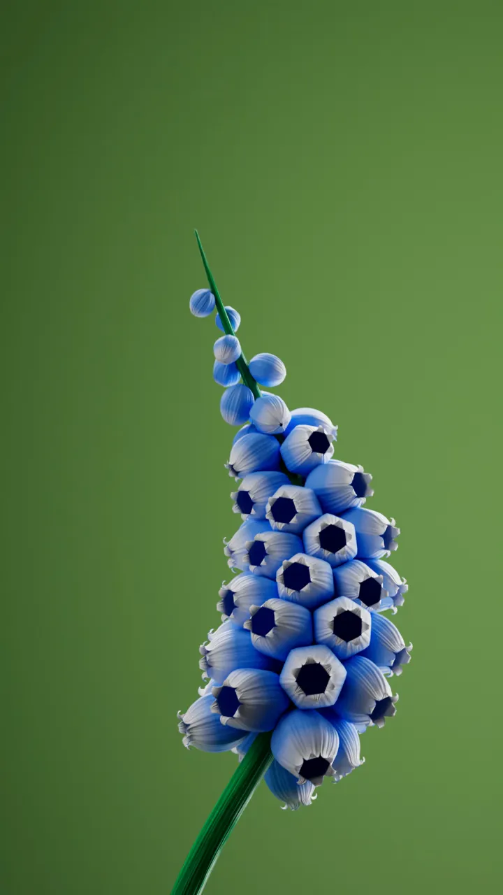 Muscari Grow 0007